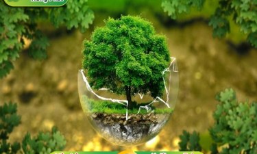 Có nên trồng cây đa cảnh trong nhà hay không?