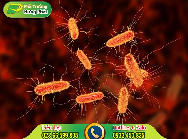 Vi khuẩn E.coli
