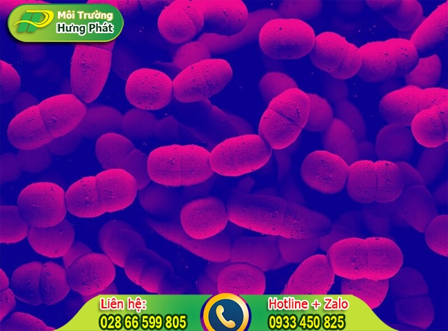 Vi khuẩn li&ecirc;n cầu