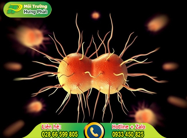 Vi khuẩn Neisseria gonorrhoeae
