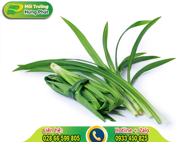 Treo l&aacute; dứa để khử m&ugrave;i