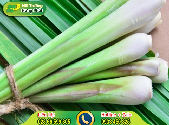 D&ugrave;ng sả khử m&ugrave;i cực tốt