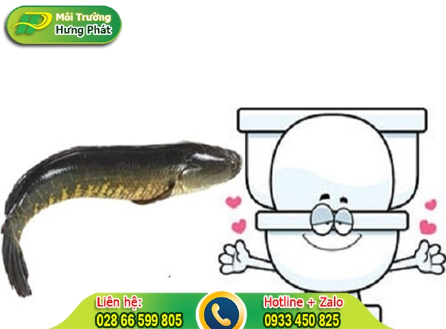 Thông bồn cầu xổm bằng cá lóc