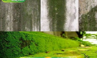 Cách tẩy rửa rong rêu trên nền gạch, tường nhà và bể nước