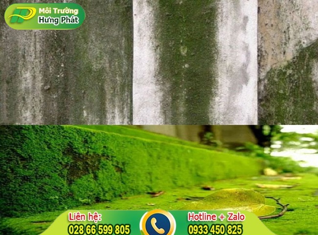 Vệ sinh rong rêu cho nền xi măng