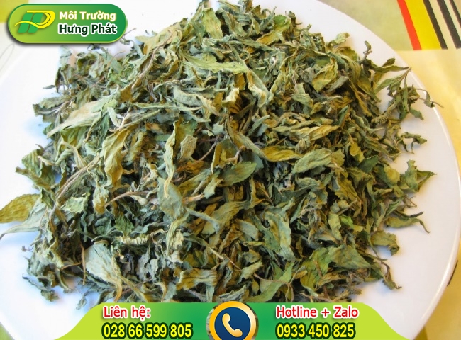 Khử m&ugrave;i sơn tường nh&agrave; mới x&acirc;y hiệu quả bằng l&aacute; tr&agrave; kh&ocirc;