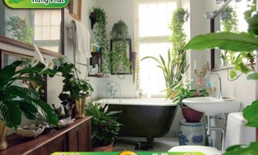 17 loại cây trồng trong nhà vệ sinh khử mùi hôi tốt nhất