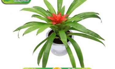 Trồng cây lá dứa thủy canh đơn giản, tại nhà