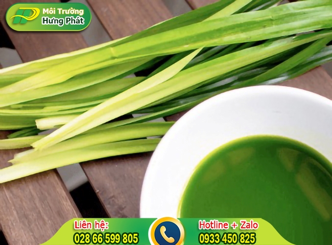 Cách làm nhà vệ sinh hết mùi hôi với nguyên liệu lá dứa