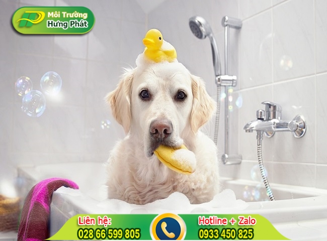 Tắm cho th&uacute; cưng sạch sẽ cũng l&agrave; c&aacute;ch khử m&ugrave;i h&ocirc;i hiệu quả