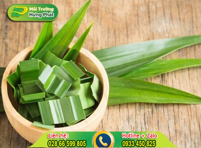 D&ugrave;ng l&aacute; dứa để khử m&ugrave;i h&ocirc;i nh&agrave; vệ sinh
