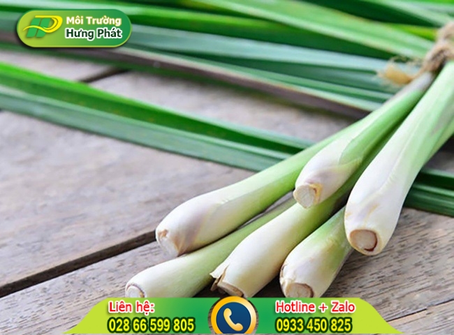 Sử dụng sả để l&agrave;m thơm nh&agrave; vệ sinh
