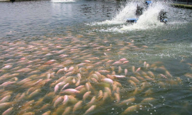 Cách xử lý nước ao bị ô nhiễm an toàn và hiệu quả nhất