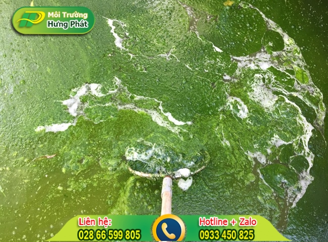 C&aacute;ch xử l&yacute; nước ao &ocirc; nhiễm nhanh ch&oacute;ng bằng h&oacute;a chất