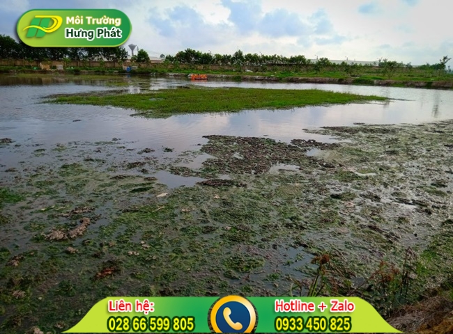C&aacute;ch xử l&yacute; nước ao bị &ocirc; nhiễm ngăn chặn c&aacute; chết
