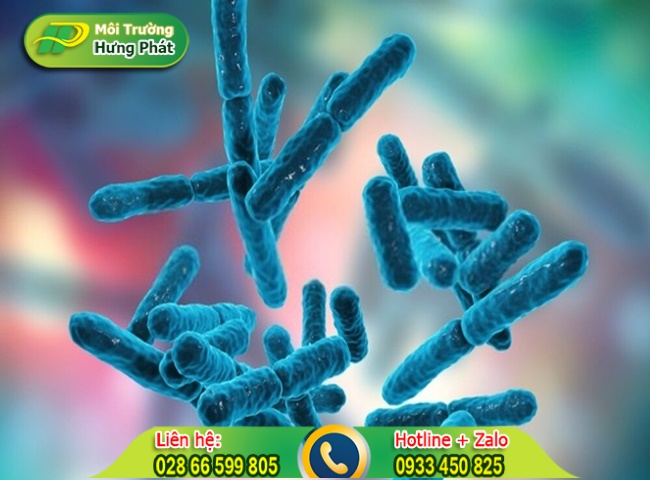 Vi sinh xử l&yacute; nước thải kỵ kh&iacute;
