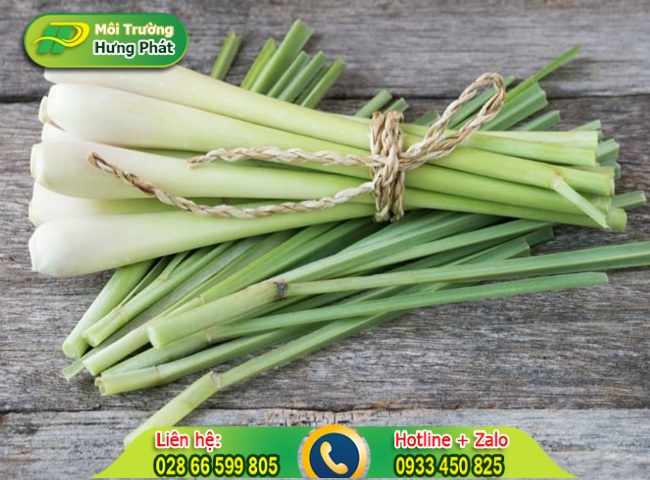 C&aacute;ch để sả trong nh&agrave; vệ sinh