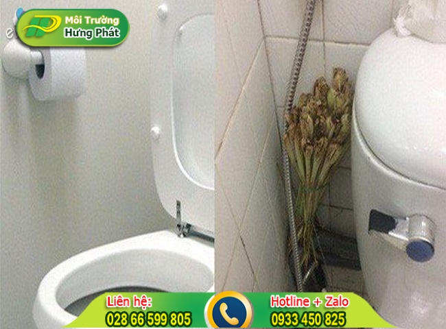 C&aacute;ch để sả trong nh&agrave; vệ sinh