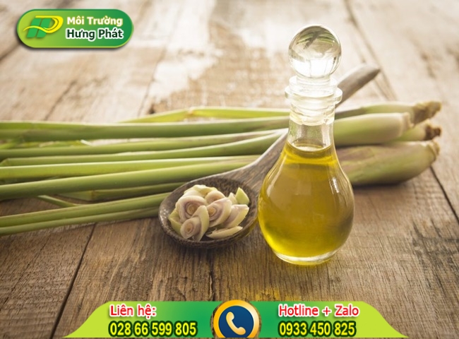 C&aacute;ch để sả trong nh&agrave; vệ sinh