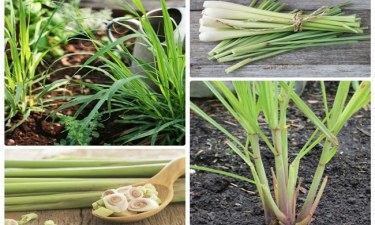 Cách để sả trong nhà vệ sinh chính xác và khử mùi nhanh nhất