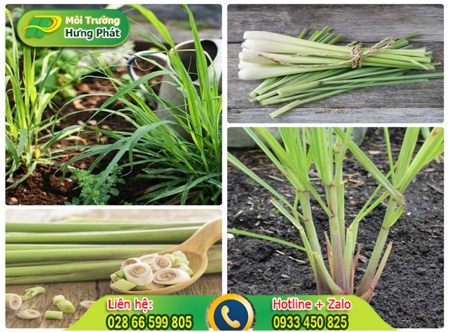 C&aacute;ch để sả trong nh&agrave; vệ sinh