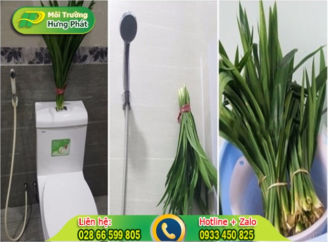 Cách để lá dứa trong nhà vệ sinh