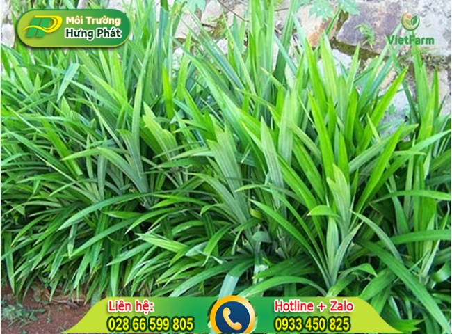 Cách để lá dứa trong nhà vệ sinh