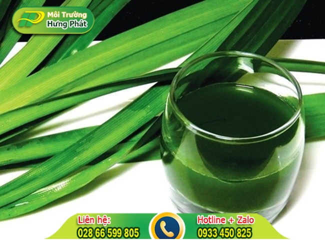 Cách để lá dứa trong nhà vệ sinh