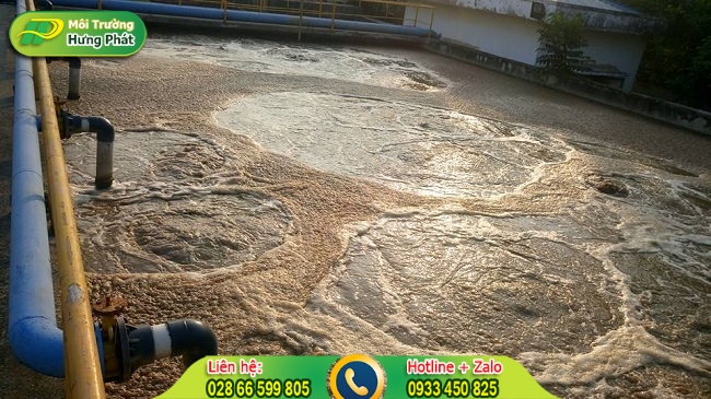 conentunuoicayvanchuyenbunvisinhtayninhkhong