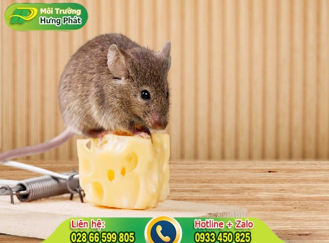 Cách đuổi chuột ra khỏi nhà