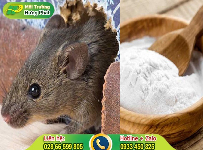 Cách đuổi chuột bằng bột mì và baking soda