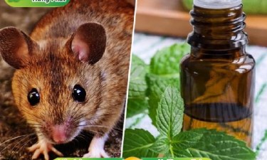 8 mẹo đuổi chuột ra khỏi nhà hiệu quả