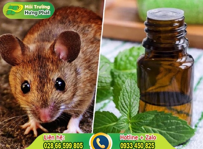 Cách đuổi chuột bằng mùi hương hiệu quả