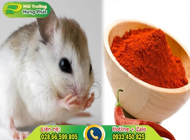Cách đuổi chuột bằng ớt bột