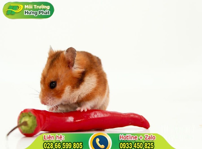 Cách đuổi chuột bằng ớt bột khô trực tiếp