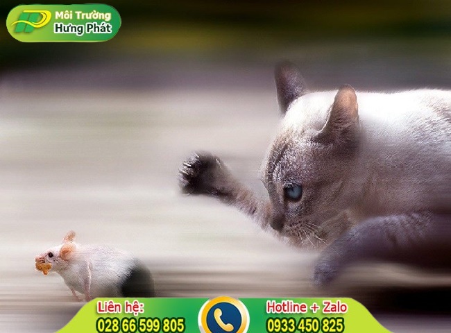 Cách đuổi chuột bằng tiếng mèo kêu