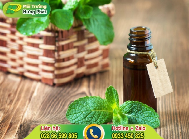 Lợi ích từ việc sử dụng tinh dầu đuổi chuột thay cho nguyên liệu tươi