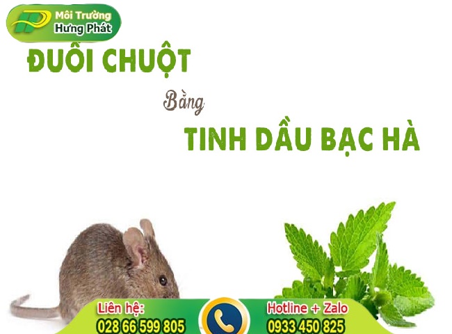 đuổi chuột bằng tinh dầu bạc hà