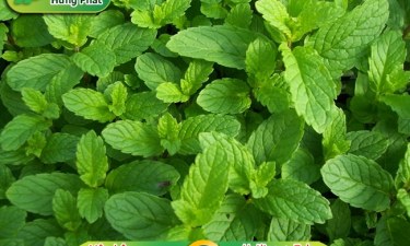 5+ cách khử mùi thuốc lá trong phòng máy lạnh hiệu quả