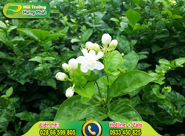Hoa nhài trồng cây cảnh trong nhà