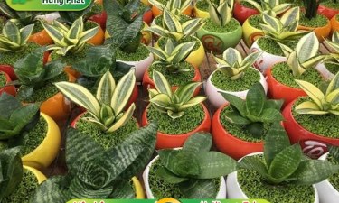 Loại cây nên đặt trong phòng ngủ lọc không khí, tốt cho sức khỏe