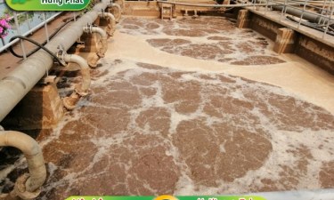 Top 5 phương pháp xử lý nước thải chăn nuôi ít tốn kém, hiệu quả