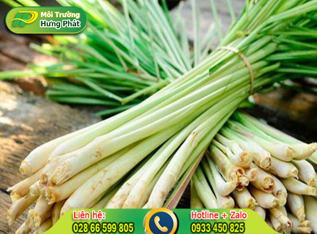 Sả tươi c&oacute; t&aacute;c dụng khử m&ugrave;i tốt