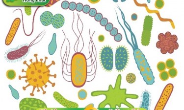 Vi sinh vật là gì ? Ứng dụng của chúng trong đời sống